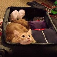 Котик в чемодане